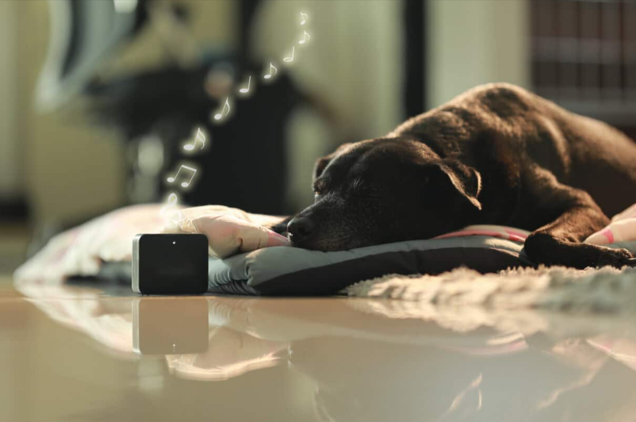 The Benefits of Music Therapy for Anxious Pets