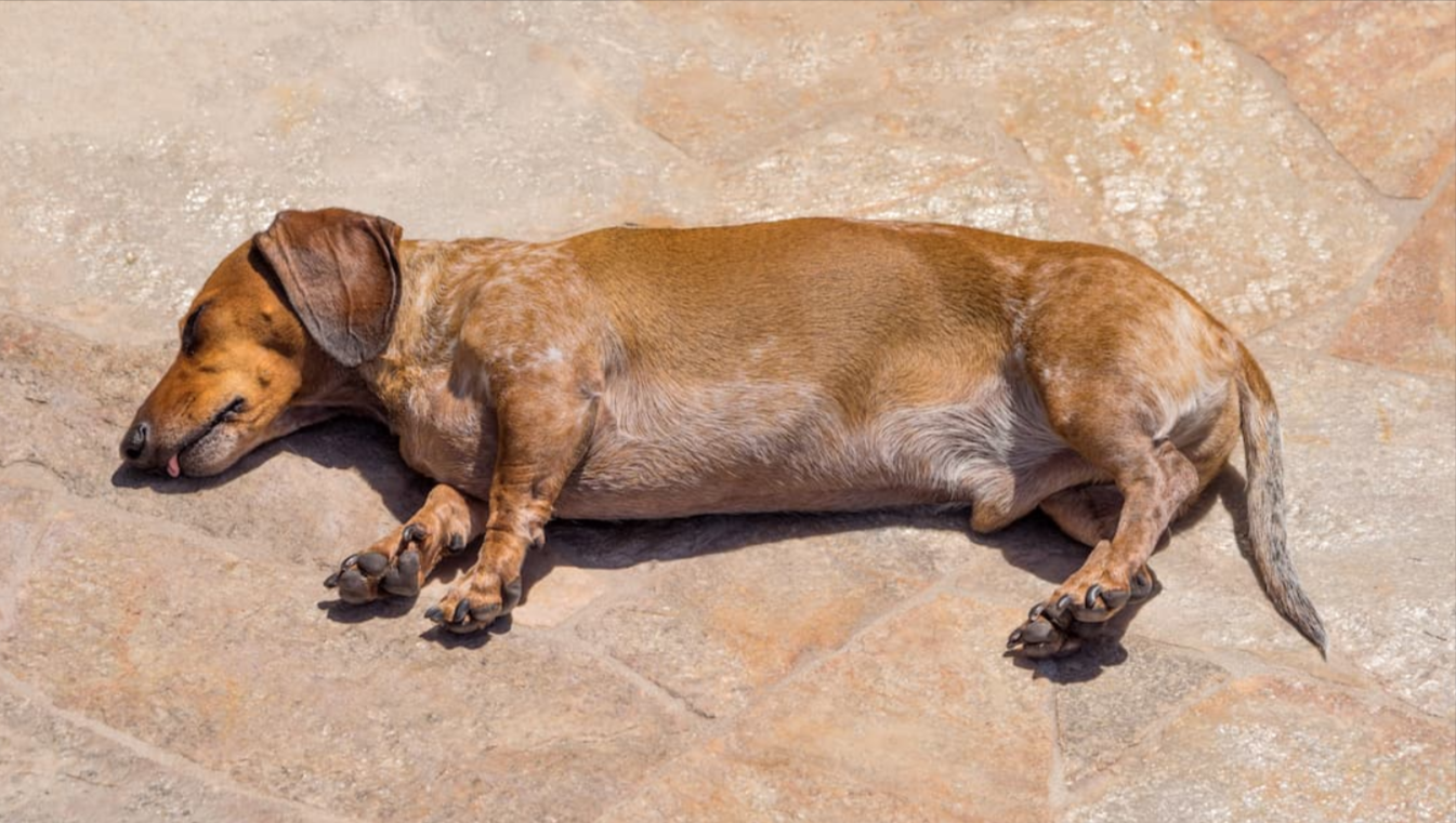 Can Pets Get Sunburned