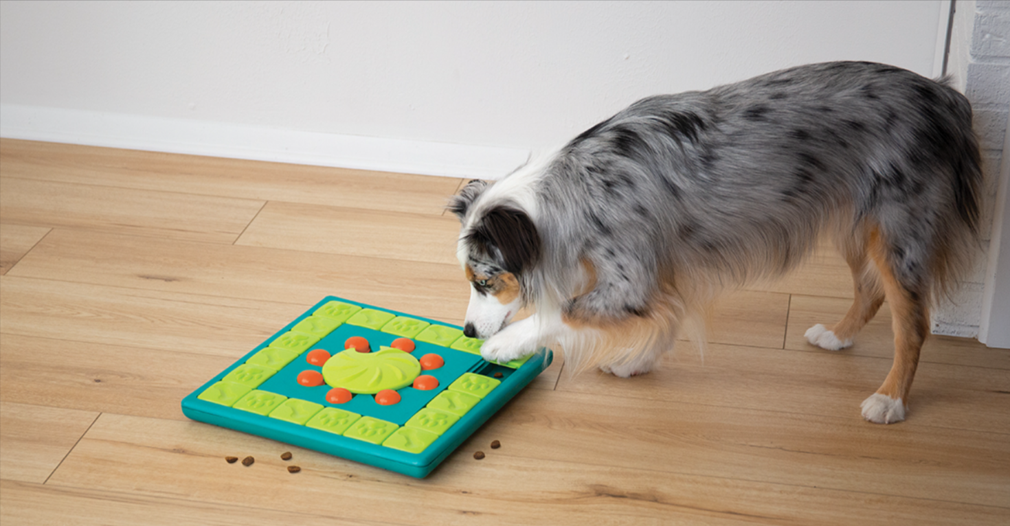 The Benefits of Puzzle Toys for Mental Stimulation