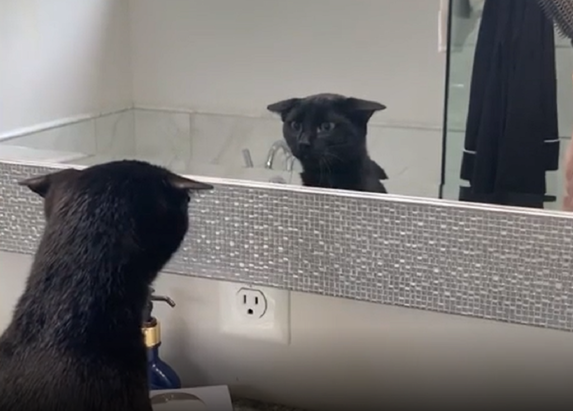 Can Pets Recognize Their Own Reflection?